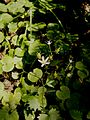 Saxifraga rotundifolia