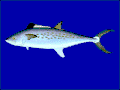 东太平洋马鲛 S. sierra