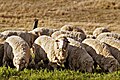 Image 31Sheep grazing in rural Australia. Early British settlers introduced Western stock and crops and Australian agriculture now produces an abundance of fresh produce. (from Culture of Australia)