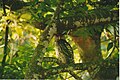 Spot bellied eagle owl, BRT WLS Chamarajanagar