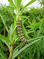 Fifth instar caterpillar