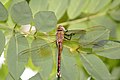 Vagrant Emperor female Dragonfly