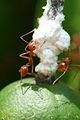 Weaver ants (Oecophylla smaragdina) foraging on lime sap, Rayong, Thailand