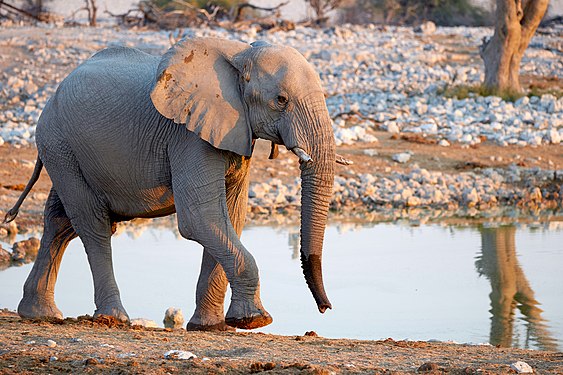Young African bush elephant (loxodonta africana) at Okaukuejo waterhole in Etosha National Park Namibia