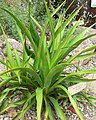 Yucca rupicola