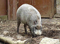 A Bearded Pig