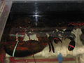 美洲螯龙虾 Homarus americanus