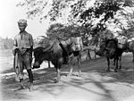 Pack water buffalo, Sumbawa, Indonesia, early 20th century