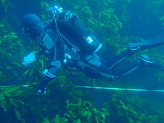 Swimming a transect for Reef Life Survey, Mayor Island, New Zealand, 2012