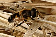 Eristalis picea male