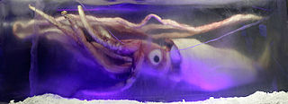 #495 (?/?/2005) Giant squid measuring 6.75 m encased in a 3.5-tonne block of ice at the Melbourne Aquarium in early 2006