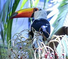 Toco toucan with mostly white head and smaller white patches on body sitting in a palm tree