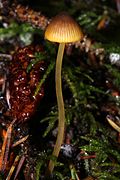 Mycena aurantiomarginata