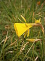 Narcissus bulbocodium close-up