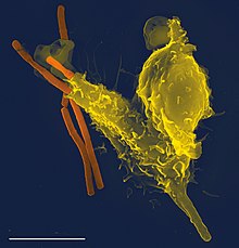 长杆形的细菌，其中一个已经被稍大的球状白细胞部分吞噬。白细胞因为其体内尚未消化的细菌体而变形