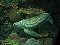 Nickel, a Green sea turtle resting at the aquarium