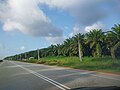 Oil palm plantation in Paloh Hinai, Pahang.