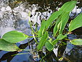 Orontium aquaticum opening