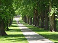 Alley of American elms, some from 1881, lining the central walk through The Oval on the campus of Colorado State University, Fort Collins (May 2004).
