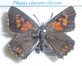 棒相灰蝶 Phasis clavum