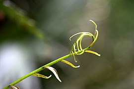 Plant of Thailand