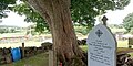 Tree in Kilkeasy graveyard; Phelan memorial stone to the left