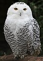 A female snowy owl. HEDWIG!