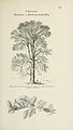 'Ulmus major, the greater or Dutch cork-barked elm', Arboretum et Fruticetum Britannicum (1854)