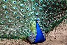 Indian peafowl (Pavo cristatus)