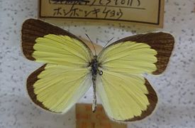 无标黄粉蝶 Eurema brigitta