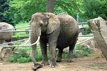 An African Elephant at the Cleveland Metroparks Zoo.