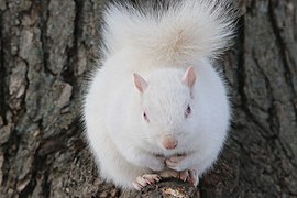 Albino squirrel head on, showing blue irises