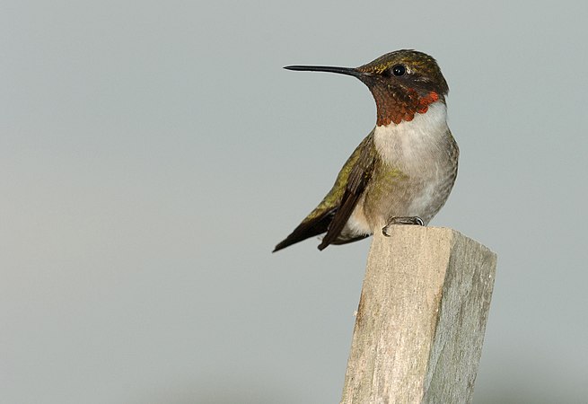 雄性红喉北蜂鸟（Archilochus colubris）站在蕃茄田桩顶端俯视其领域，驱逐任何进入“它”领域觅食的其他蜂鸟。