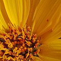 Balsamorhiza sagittata insect predation