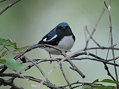 Black-throated blue warbler