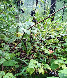 In mountains of Buryatia, Russia