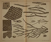 Various Lepidodendron diagrams from the Geological Survey of Pennsylvania