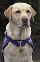 Endal received the PDSA Gold Medal in 2002.