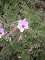 Erodium guiccardii