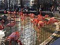 日本东京上野动物园的火烈鸟