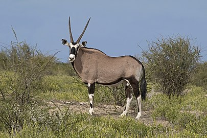 Gemsbok Oryx gazella ♂ Namibia