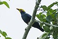 Golden-crested myna