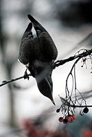 Fieldfare in front of the window