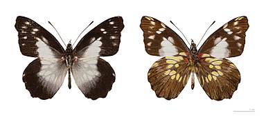 Museum specimen ♂ Both sides