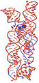 A 3D representation of the lysine riboswitch with a bound lysine molecule shown in space filling spheres.[8]