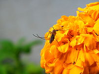 Mosquito on Flower