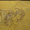 A fossil of Myrmeciites