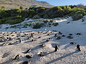 Colony of African penguins nesting on Boulders Beach in Cape Town