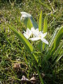 Ornithogalum balansae