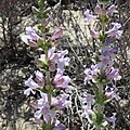 Flowers of Penstemon buckleyi